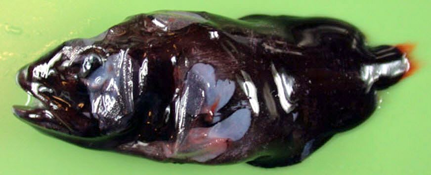 Rondeletia loricata_02.jpg